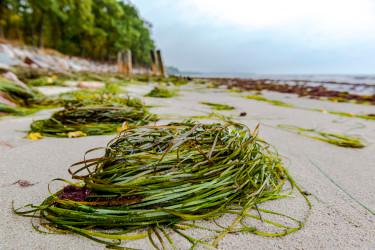 Коронавирус: теряем не только запахи, но и волосы
