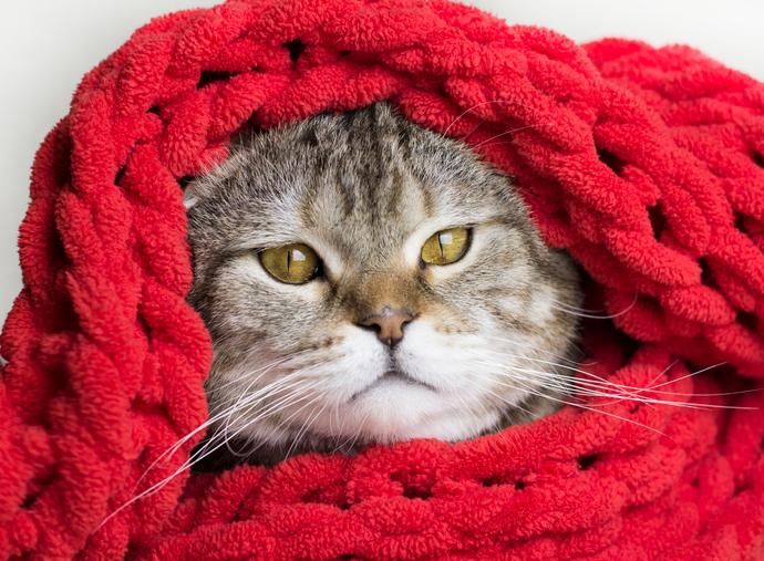 Надо ли принимать антибиотики при ангине?