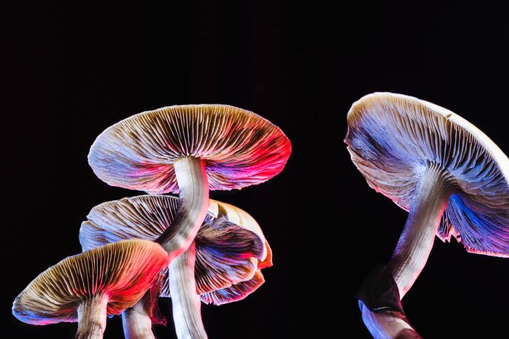 How To Handle Mushroom Poisoning