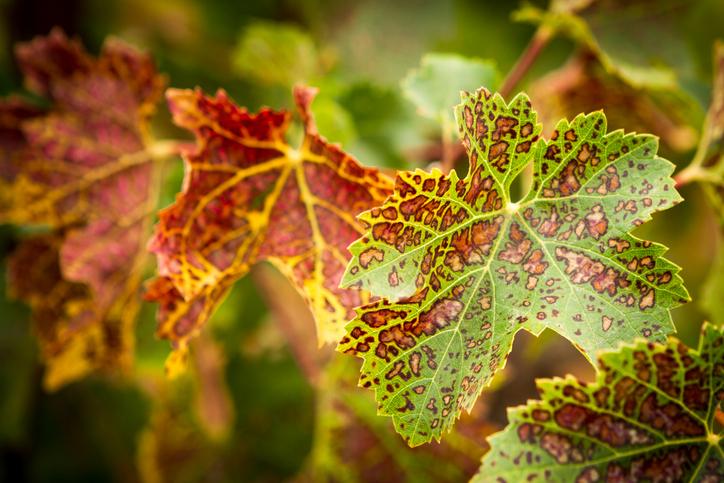 B12 and Tuberculosis: How Not To Let the Bacteria Win