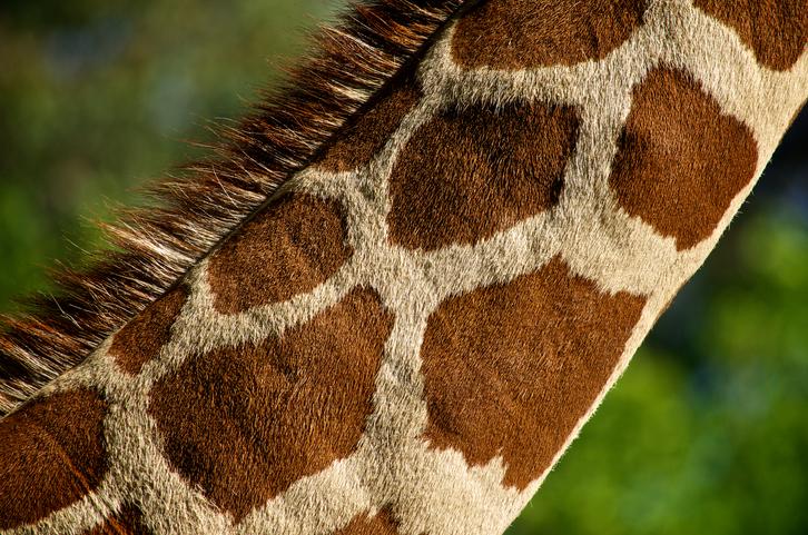 Хронический тонзиллит: болезнь одна, вопросов много