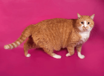 Нужно ли полностью отказаться от жирной пищи, если ты на диете?