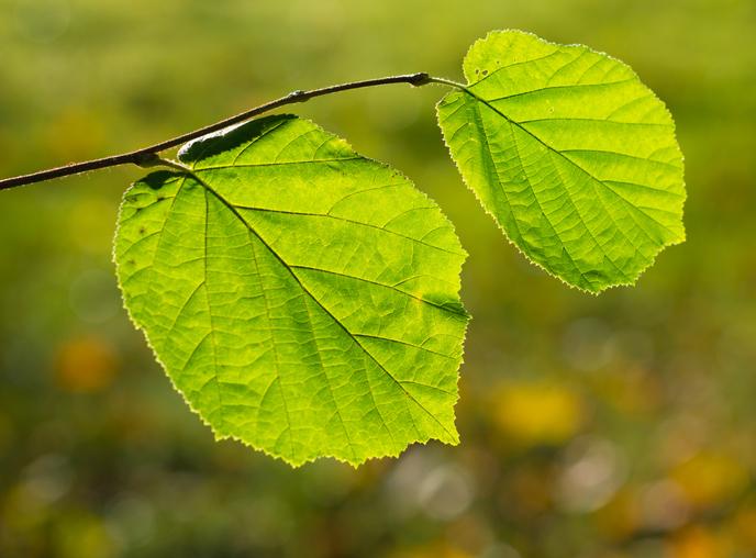 Легкое дыхание: что надо знать о ХОБЛ?