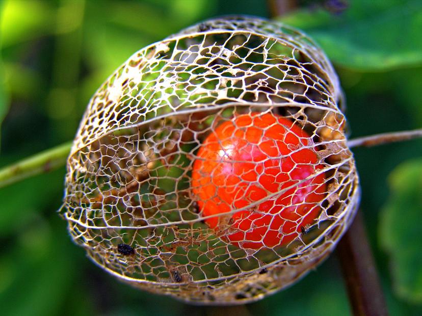 Intervertebral Hernia: Remove or Leave?