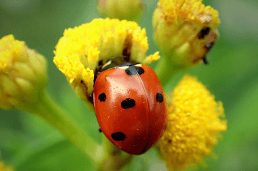 Не просто пятна: как не пропустить псориаз