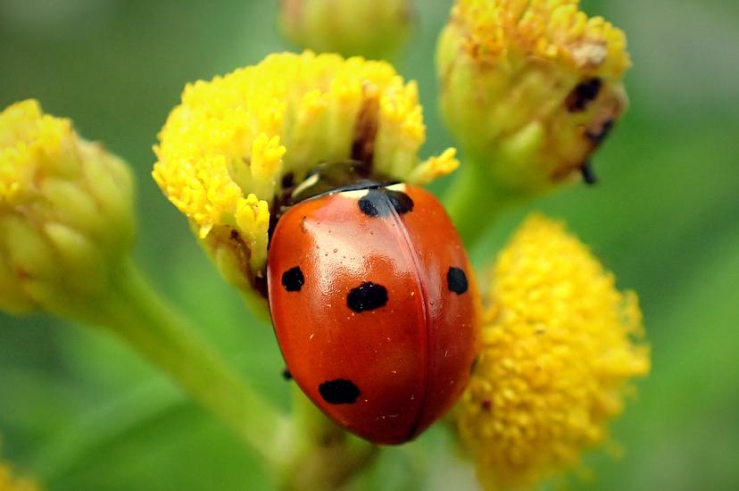 Not Just Spots: How Not to Miss Psoriasis