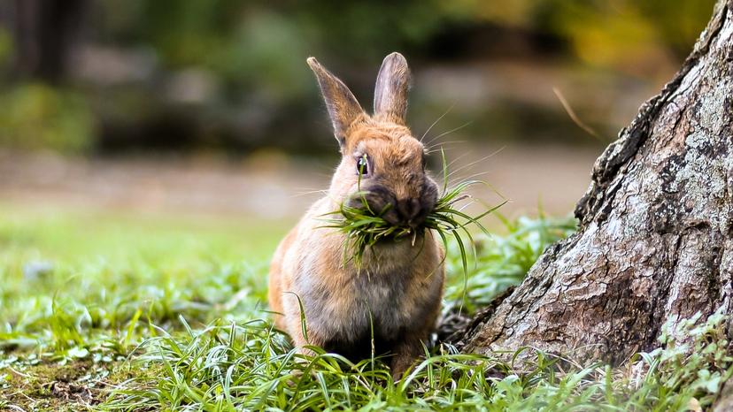 Что мы получаем, отказываясь от мяса?