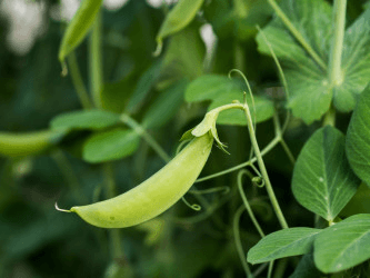 Зачем нужен аппендикс?