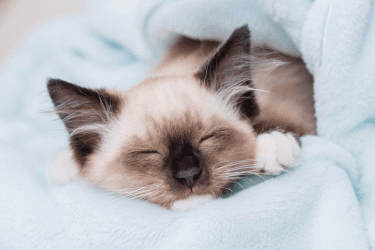 Как часто нужно менять постельное белье?